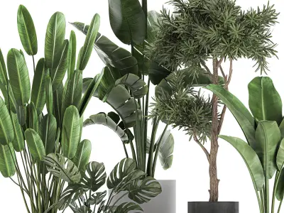 Collection of decorative plants in flowerpots 749 3D model