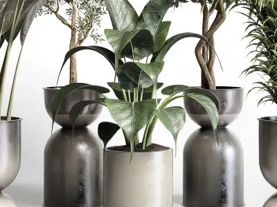 indoor plant pot plant ficus rubbery palm concrete dirt vase 3D model