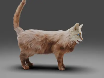Fur Cat White Rigged in Blender Low-poly 3D model