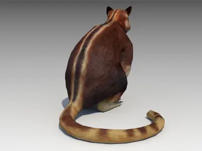 Tree-kangaroo australian kangaroo 3D model