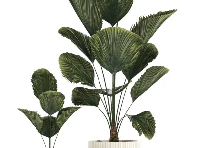 Beautiful licuala palm tree in flower pots for decoration 1270 3D model