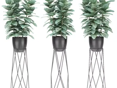 Plant in Pot Flowerpot Exotic Plant 3D model order