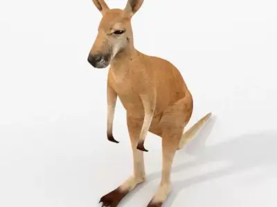 Kangaroo Low-poly 3D model