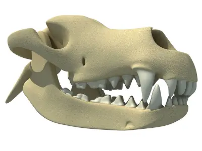 Bones of Dog Skull 3D model