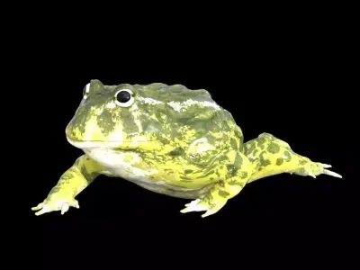frog nature amphibian 3D model