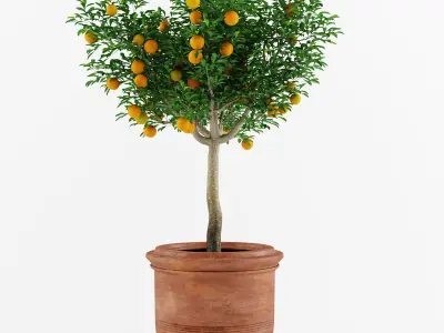 Mandarin Orange Tree 3D model