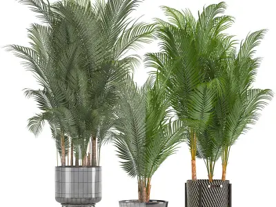 Collection of decorative palms 3D model