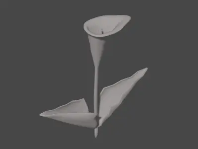 Calla Lily Flower Low-poly 3D model