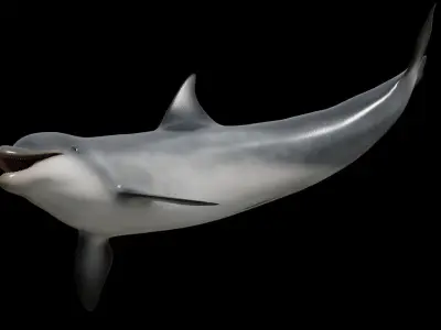 Bottlenose dolphin Low-poly 3D model