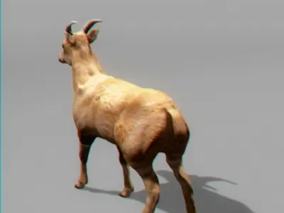Mountain Goat 3D model
