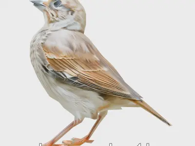 Rock Sparrow 3D Model with Detailed Feathers Low-poly 3D model