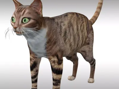 Cat Rig Low-poly 3D model