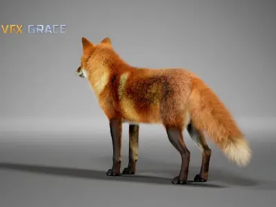 Red Fox  UE Character Asset 3D model