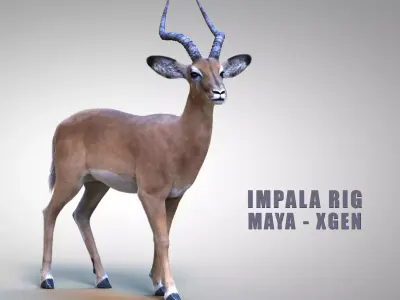 Impala RIG Xgen Core 3D model