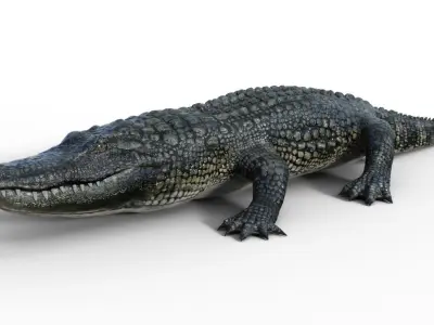 Alligator 3D model