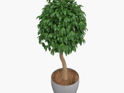 Ficus benjamina 3D model