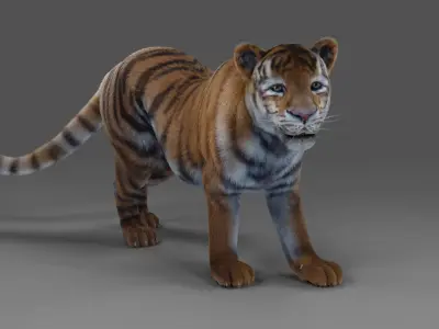 Fur Tiger Panther Rigged in Blender  Low-poly 3D model