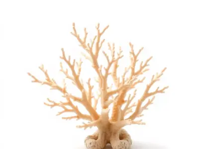 Natural Coral Branch model pack Low-poly 3D model