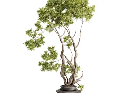 Tree Plants in a old wooden Pot - Indoor Plant set 673 3D model