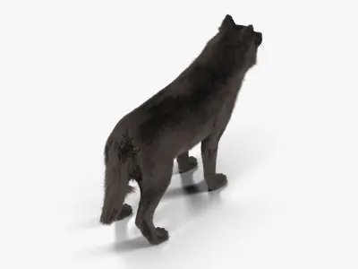 Wolf Black Low-poly 3D model