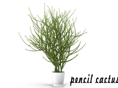 Pencil cactus 3D model
