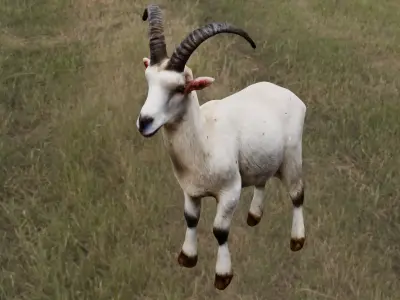  Goat 3D Model Low-poly 3D model