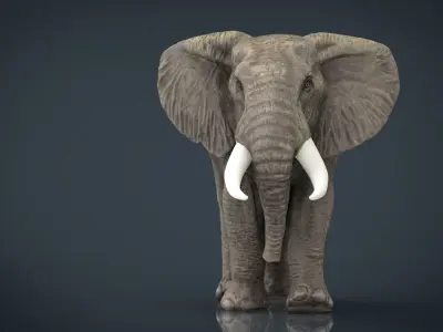 African Elephant Low-poly 3D model