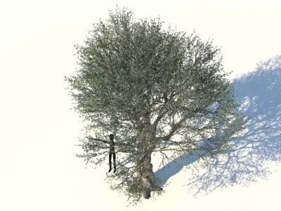 Olive Tree Low-poly 3D model