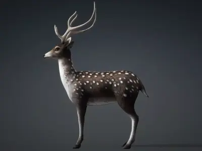 Deer-C3 3D model