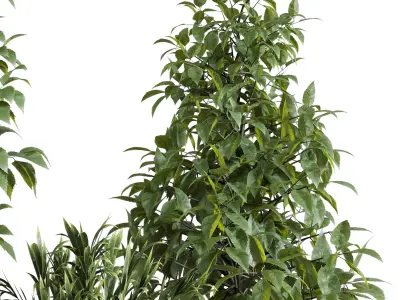 indoor plant set 344 ficus palm concrete dirty vase Low-poly 3D model