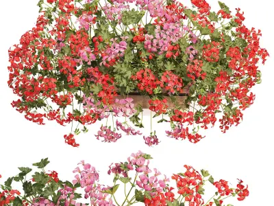 Pelargonium peltatum ampelous balcony 3D model