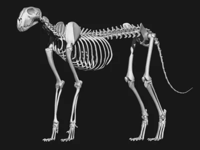 Dog and Cheetah skeleton 3D model