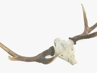 Antlers with Skull Fragment Low-poly 3D model