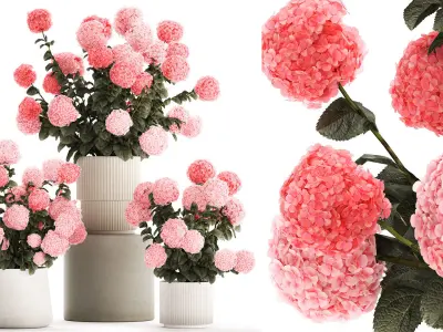 Beautiful bushes of pink hydrangea in a flower pot for home 3D model