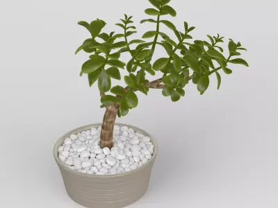 Jade Plant in Pot 3D model