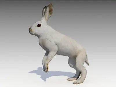 Arctic hare Low-poly 3D model