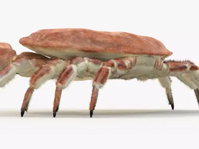 Crab Edible Brown Rigged Animated 8K PBR Textures Low-poly 3D model