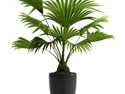 PLANT FAN PALM 3D model