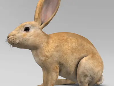Rabbit - Brown 3D model