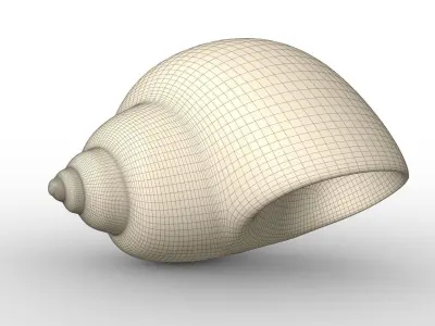 Shell geometry 3D model