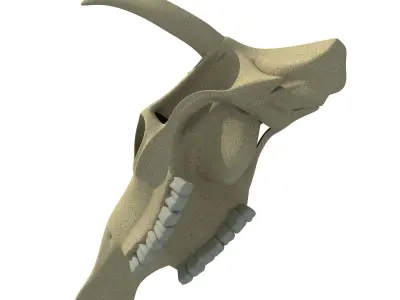 Realistic Cow Skull 3D model