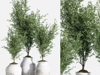 Indoor Plant olive Set 05 3D model