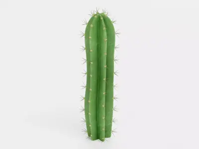 San Pedro Cactus Low-poly 3D model
