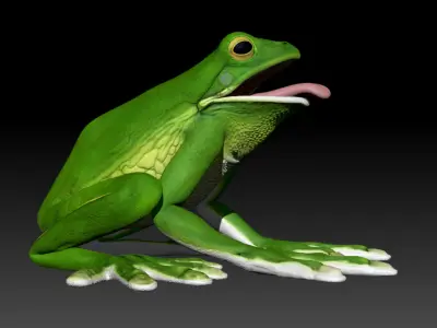 American Tree Frog 3D model