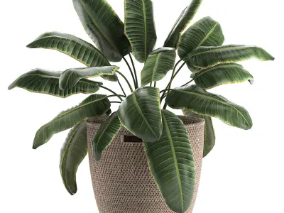 Decorative banana palms in a basket for the interior 590 3D model