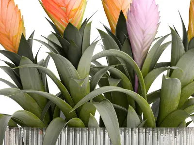 Bouquet of exotic pink flowers with Medinilla bromelia 410 3D model