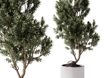  Indoor Plants 38 - Tree in Pot 3D model