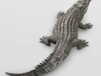 Crocodile 3D model