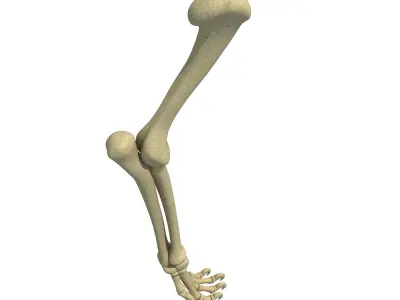 Lion Leg Skeleton 3D model
