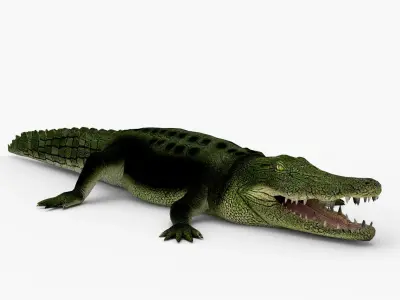 Low Poly Crocodiles Pack 3D Model 3D model